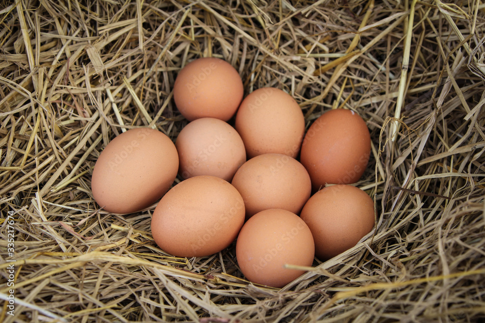 Fresh brown eggs in a nest in straw. In the burrow. Rural life. Poultry ecological farm background. Top view. Rural still life, natural organic healthy food concept. Copy space.