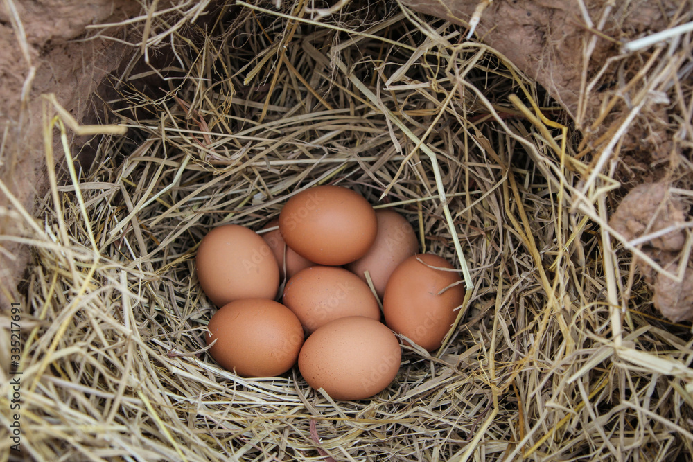 Fresh brown eggs in a nest in straw. In the burrow. Rural life. Poultry ecological farm background. Top view. Rural still life, natural organic healthy food concept. Copy space.