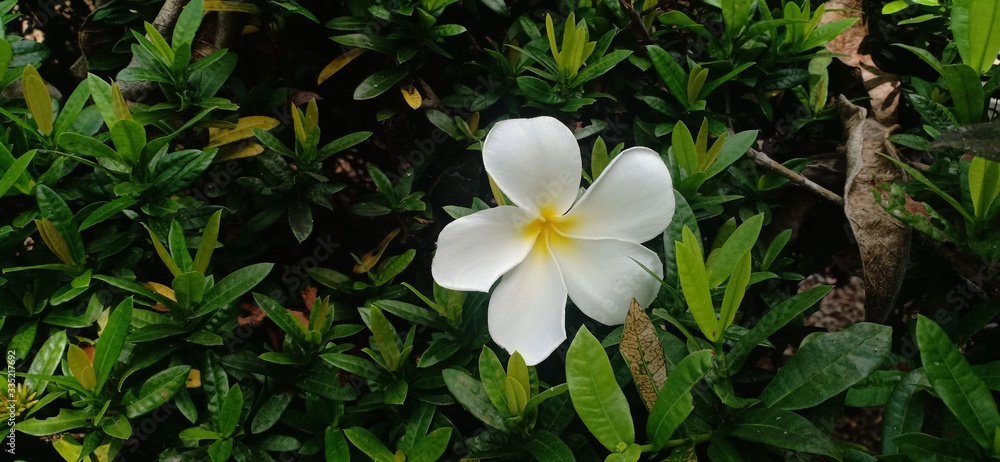 white frangipani petals that fall tree trunks white frangipani petals that fall tree trunks