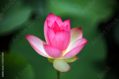 A pink lotus in the pond is preparing to bloom