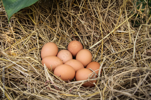 Fresh brown eggs in a nest in straw. In the burrow. Rural life. Poultry ecological farm background. Top view. Rural still life, natural organic healthy food concept. Copy space.