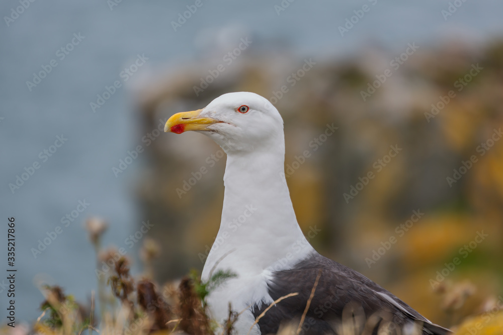 Heringsmöwen im Sommer zwischen Steinen und Pflanzen - Ireland’s Eye, Country Dublin, Irland
