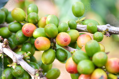 Coffee berries green on branch.