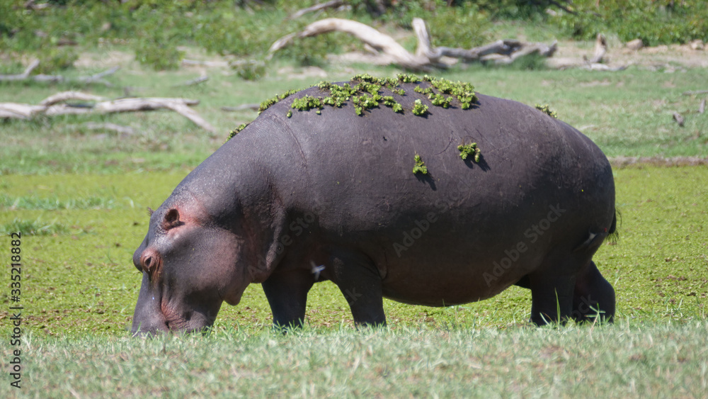 Hippopotamus with duckweed on its back Hippopotamus with duckweed on its back