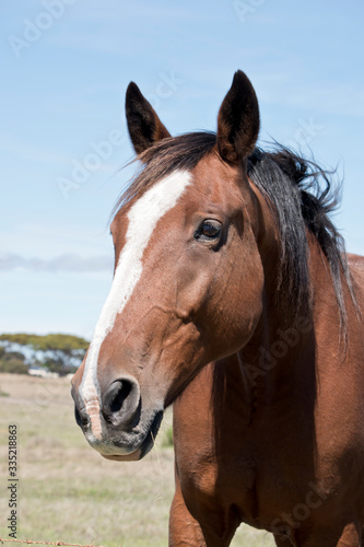 this is a close up of a brown and white horse
