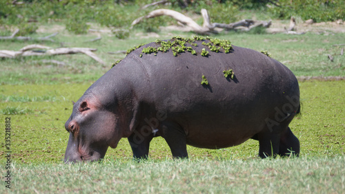 Hippopotamus with duckweed on its back
