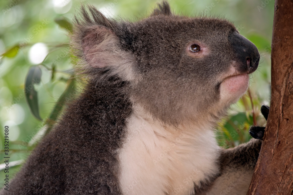 Obraz premium this is a close up of a koala