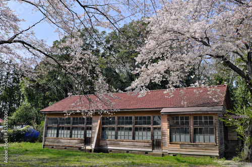 廃校と桜の写真素材 レトロ 春 花見 お散歩 卒業式 入学式 小学校 思い出   © Yu Otani