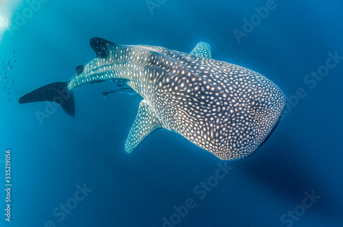 Whale Shark swimming in the wild, in crystal clear water photo