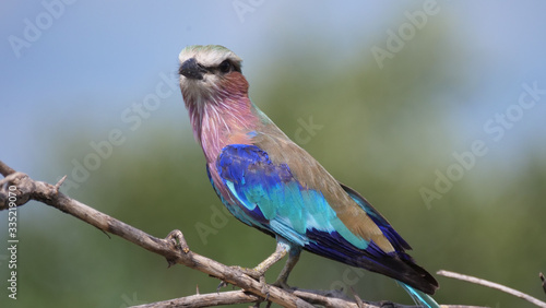 Lilac-breasted roller on a branch