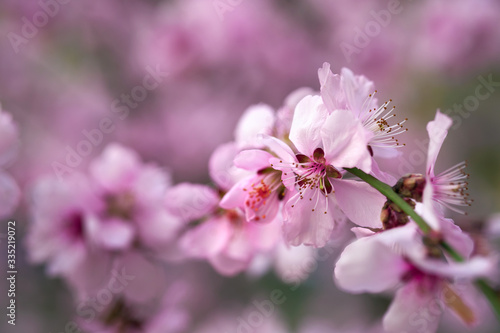 beautiful spring landscape - blooming trees, bright pink and white flowers as background