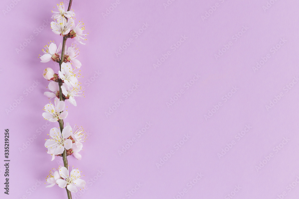 Blossoming branch of apricot tree on a pastel violet background. Minimal spring concept.