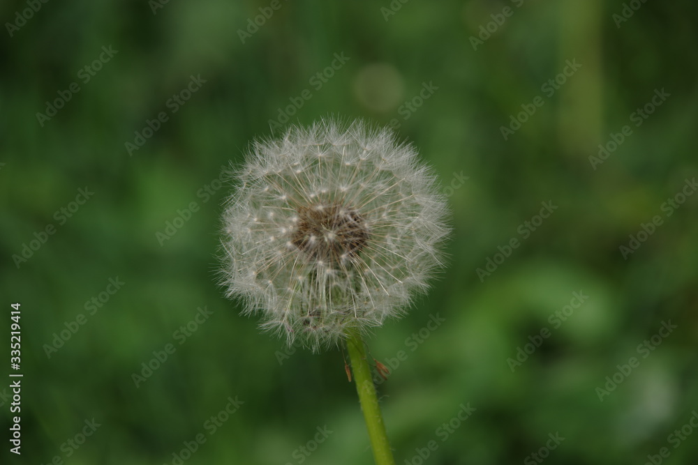 White fluffy dandelion on the green grass. selective focus. Can be used in the interior, background or for advertising White fluffy dandelion on the green grass. selective focus. Can be used in the interior, background or for advertising
