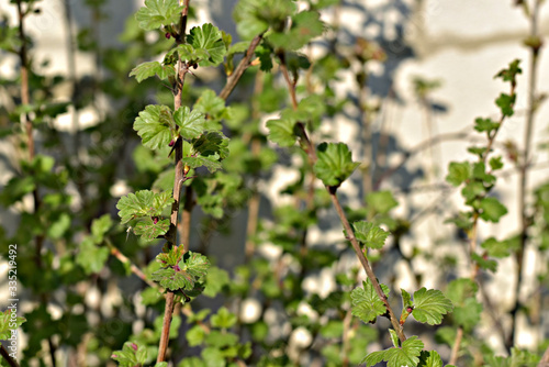 Spring. The currant bush was covered with leaves.