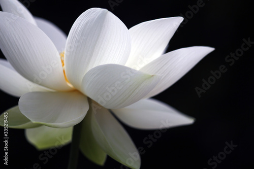 A white and beautiful lotus is fully blooming  showing a full and outstanding posture