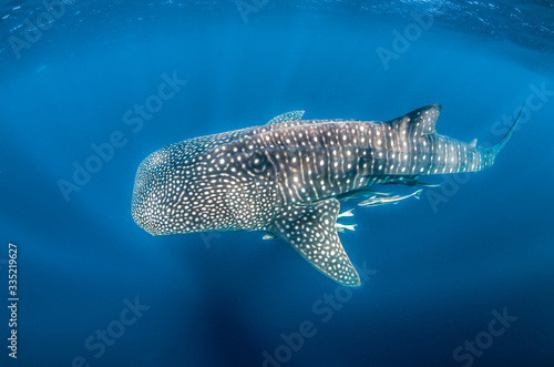 Whale Shark swimming in the wild, in crystal clear water