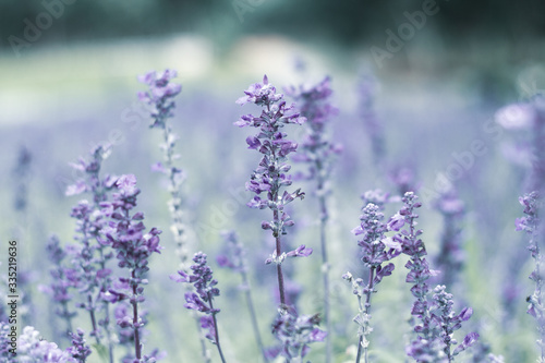 Fototapeta Naklejka Na Ścianę i Meble -  Lavender flower in the garden