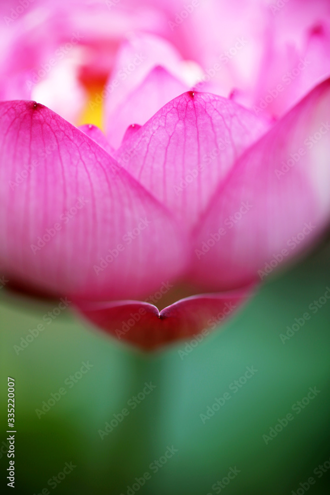Take a close-up shot of a beautiful pink lotus with clear petal texture