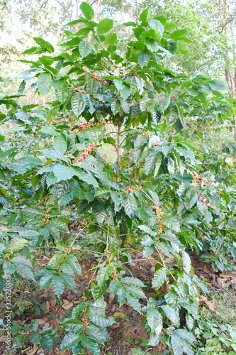 coffee berries on branch on tree coffee in plantation.