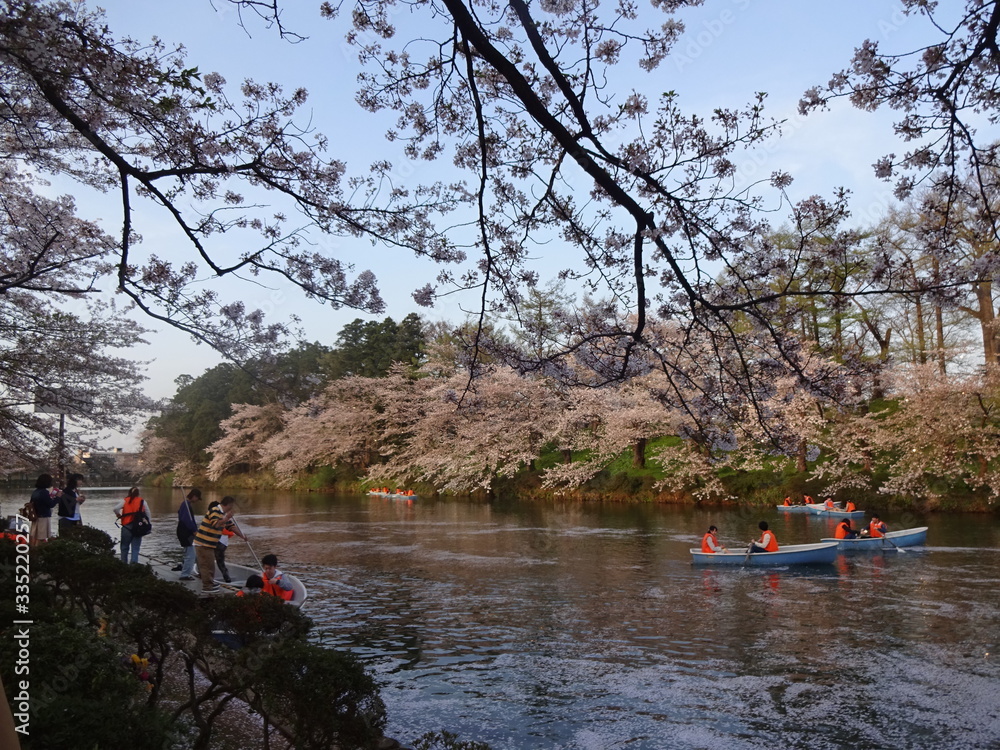 Cherry Blossoms in Takada castle, Japan