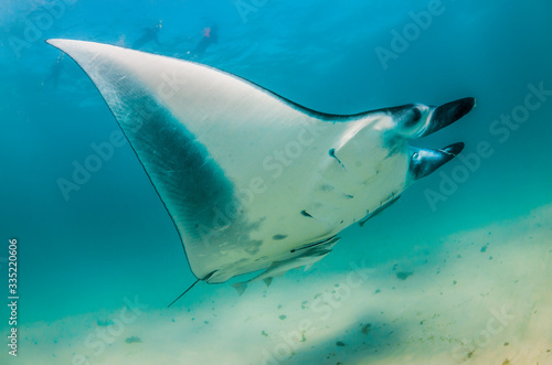 Manta Ray swimming in the wild with people swimming and observing from the surface