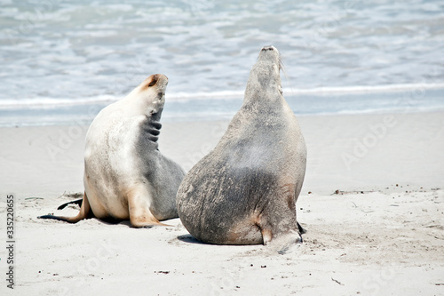 the two sea lions are stretching after a swim