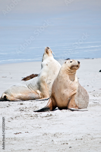 the two sea lions are stretching after a swim