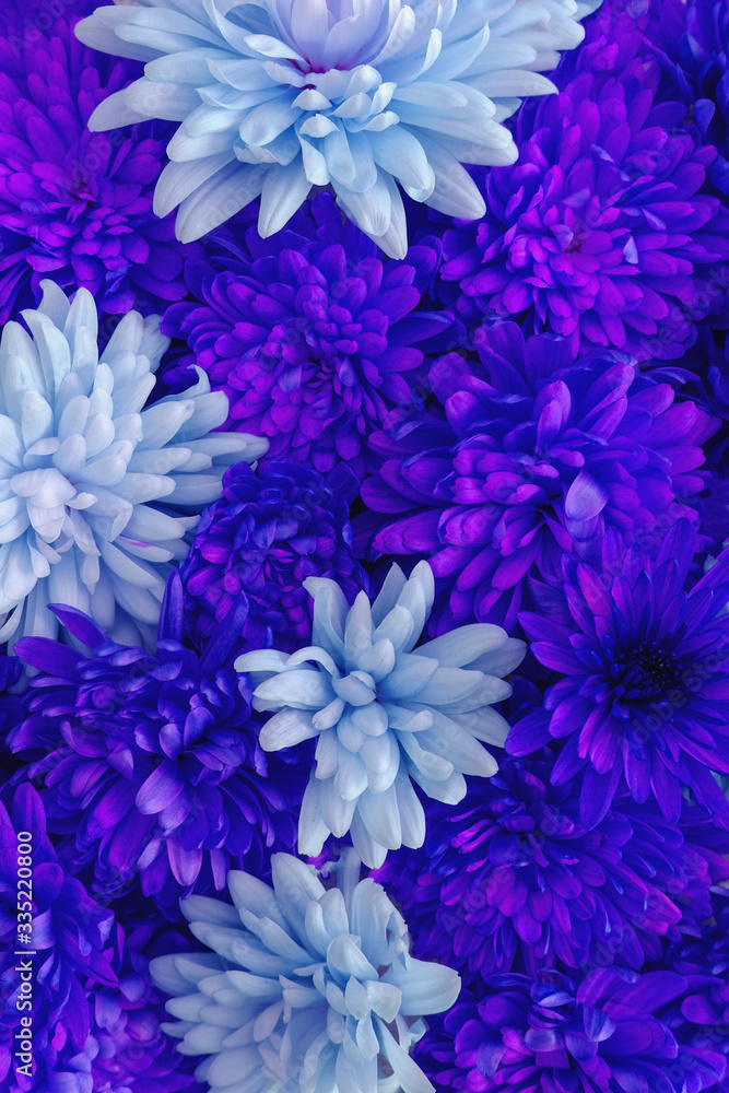 Obraz premium Blue and azure chrysanthemum flowers in full bloom, close up.