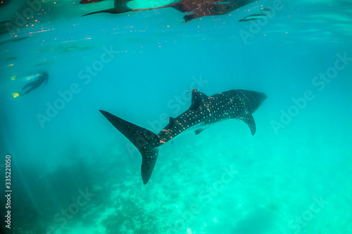 Whale shark swimming in the open ocean in the wild