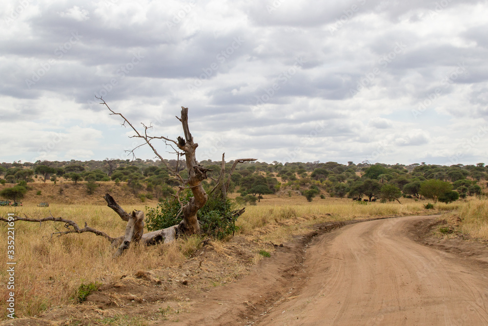 Broken acacia close to a pathway in the middle of the savannah of Tarangire National Park, in Tanzania