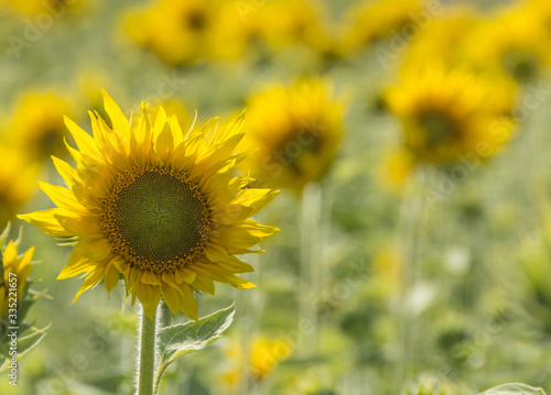 Yellow sunflowers blooming in the field in summer