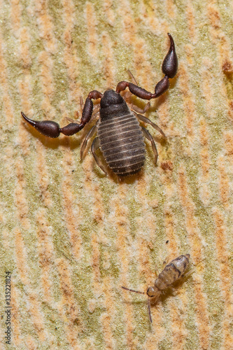 Extreme close-up macro photography of a pseudo scorpion. Clean view of a perfect clean copy photo