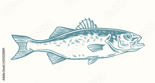 Ink Hand drawn vector illustration of sea bass (lubina) on white background