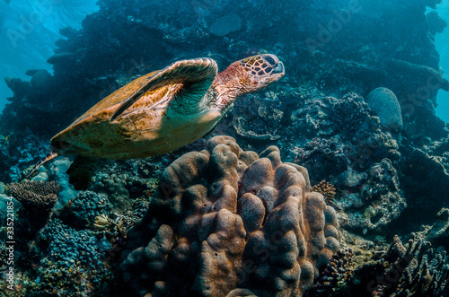 Green sea turtle swimming in the wild among beautiful coral reef