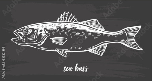 Chalk sketch of sea bass (lubina) on blackboard background. Hand drawn vector illustration