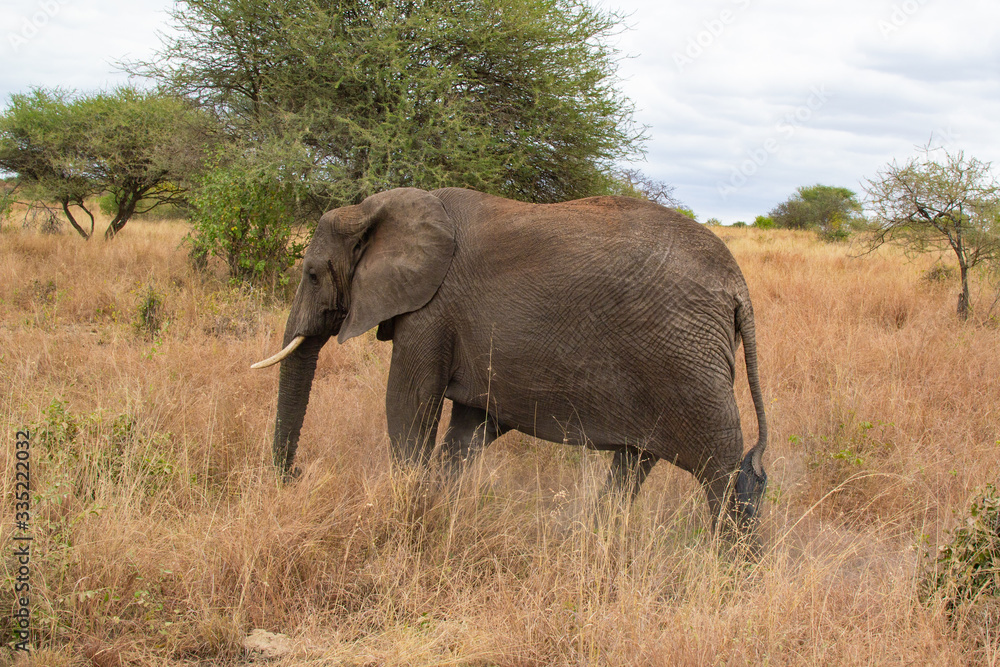 Obraz premium Elephant walking in the savannah of Tarangire National Park, in Tanzania