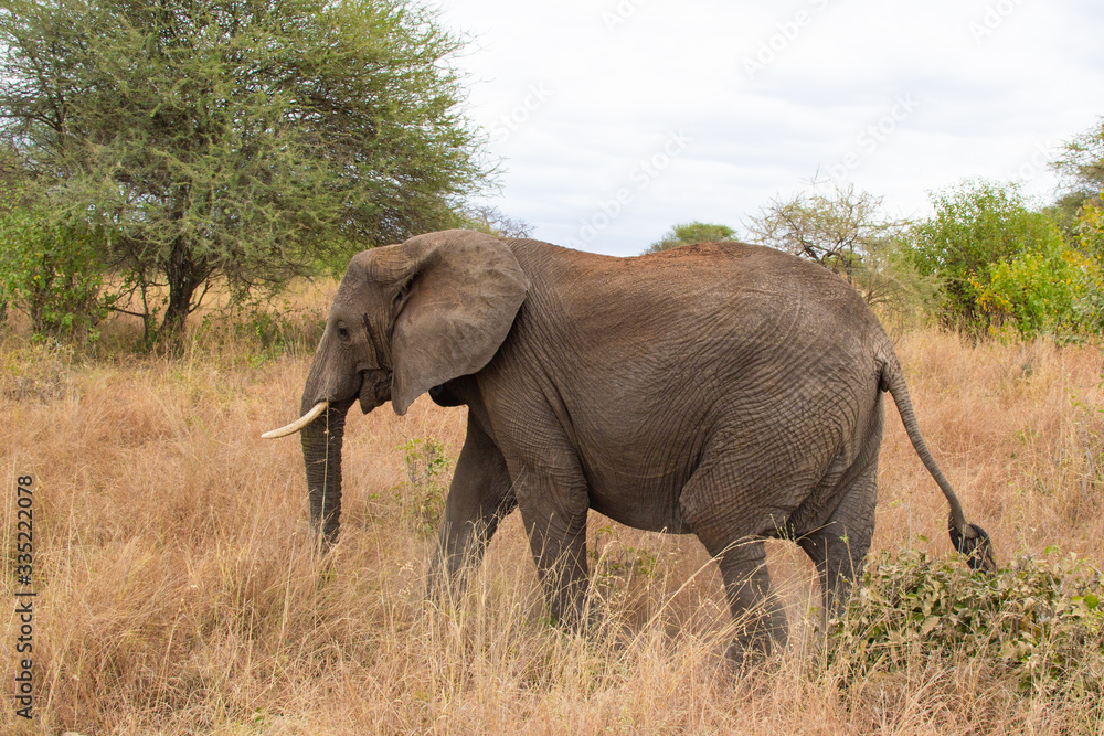 Elephant walking in the savannah of Tarangire National Park, in Tanzania Elephant walking in the savannah of Tarangire National Park, in Tanzania