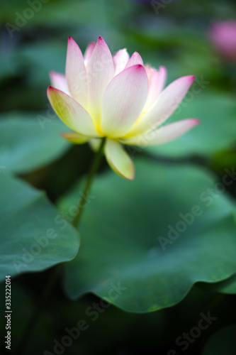 A beautiful pink-white lotus blooms in the summer pond