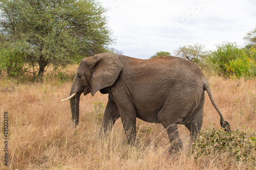 Elephant walking in the savannah of Tarangire National Park, in Tanzania