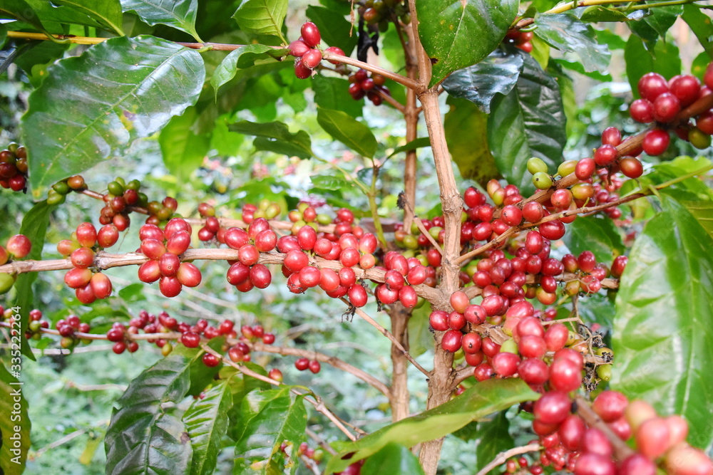 Coffee berries on tree of branch in plantation. Coffee berries on tree of branch in plantation.