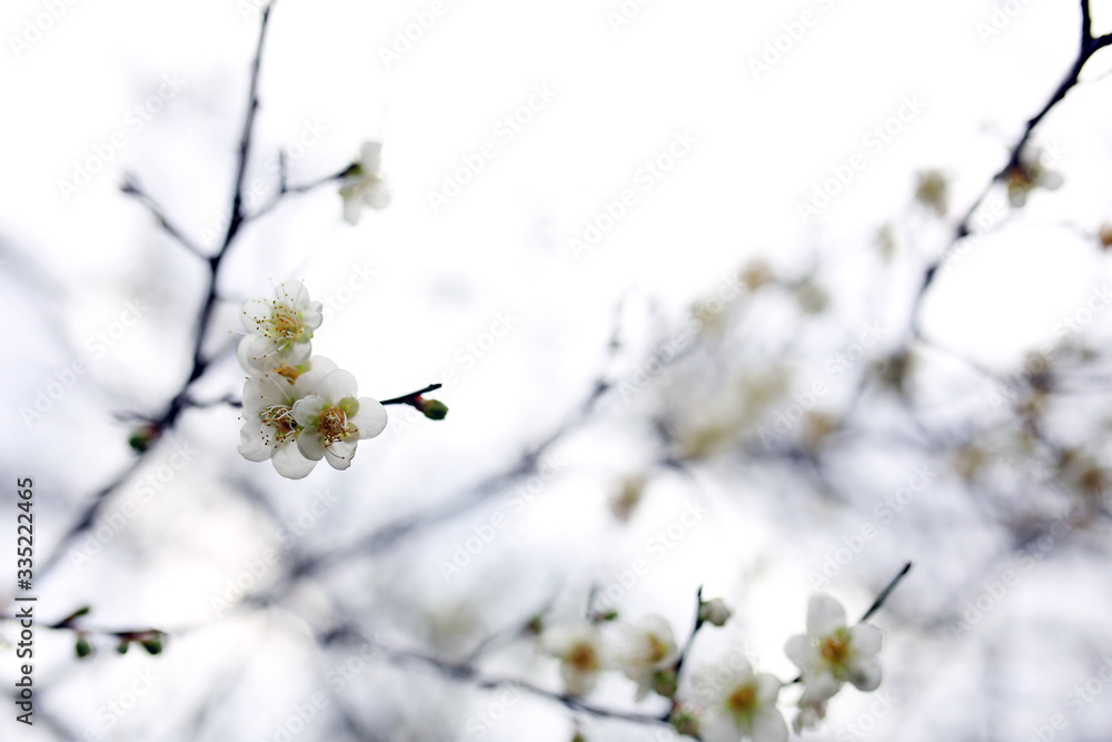 The white plum blossoms in winter are blooming beautifully on the vigorous branches The white plum blossoms in winter are blooming beautifully on the vigorous branches