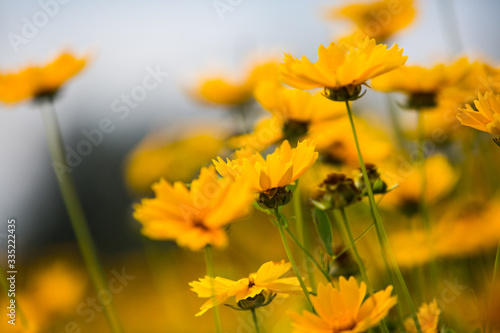 yellow spring flowers of shoots