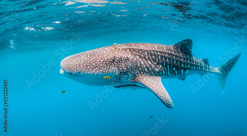 Beautiful large whale shark swimming in the clear blue open ocean