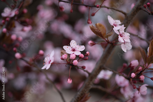 Kirschblüte, Kirschblütenfest, 2020