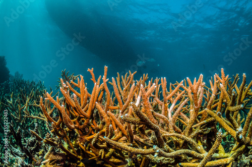 Colorful hard coral reef in clear blue water