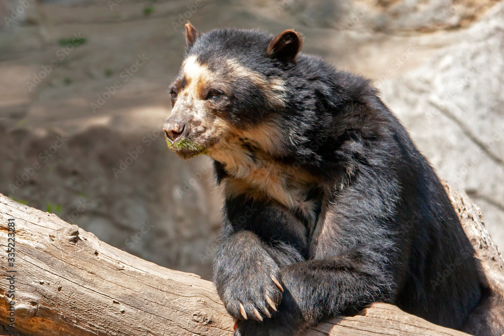 Fototapeta premium Ours à lunettes en gros plan