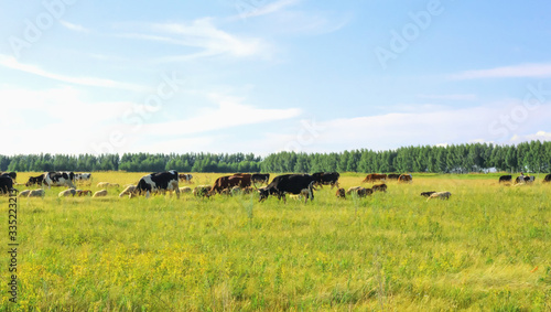 a mixed herd of cows and sheep in a green field with a blue sky