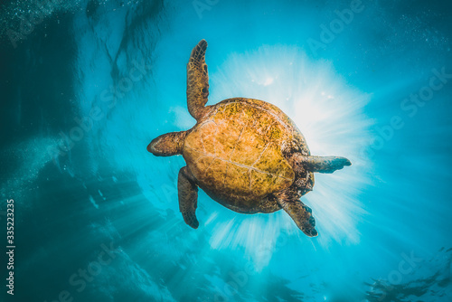 Sea turtle swimming in the wild among colorful coral reef