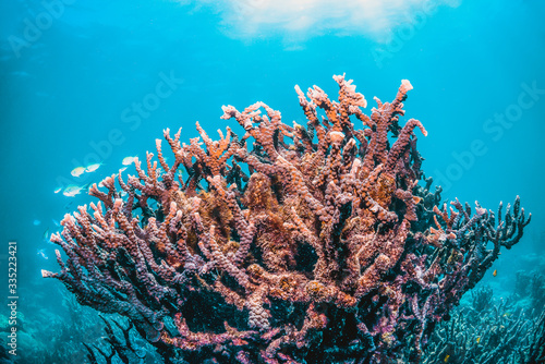 Underwater shot of colorful coral reef in clear blue water