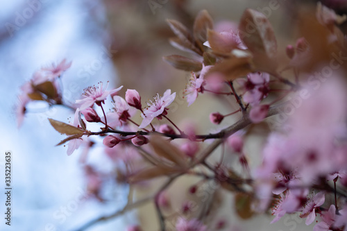 Kirschblüte, Kirschblütenfest, 2020